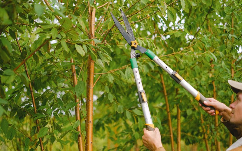Tree trimming in Curryville, MO